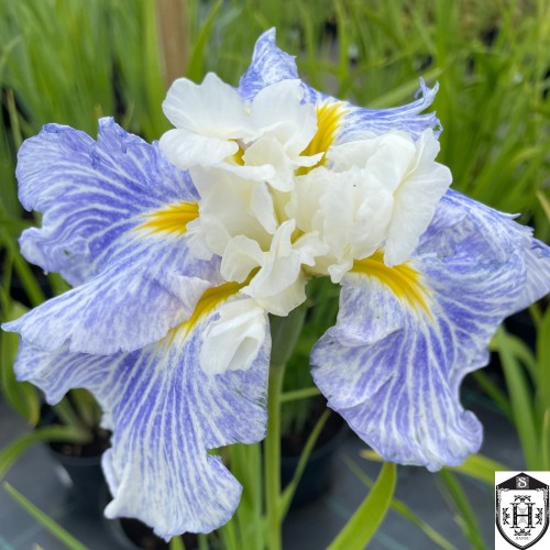 Iris ensata 'Sugar Dome' - Kämpferi iiris 'Sugar Dome'